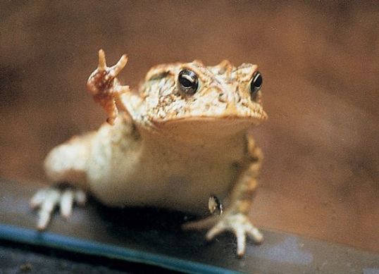 toad happy.jpg